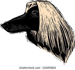 Vector illustration of Afghan dog
