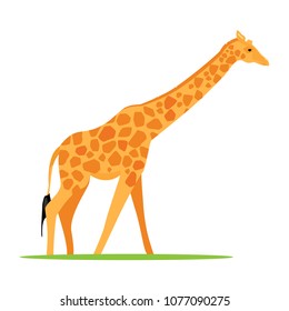 Vector illustration african animal zoo giraffe 