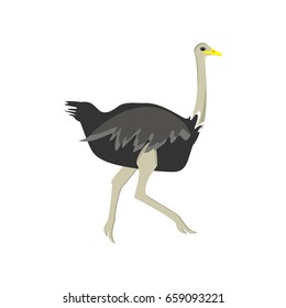 Vector illustration African bird running ostrich isolated on white background.
