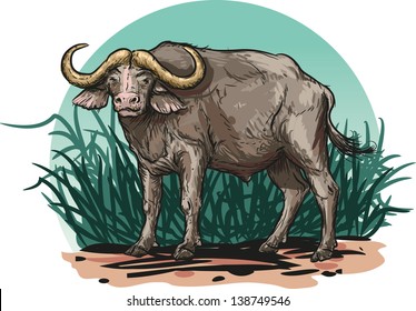 Vector illustration of African buffalo