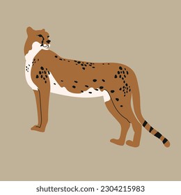 Vector illustration of an African cheetah on a beige background. Side view.