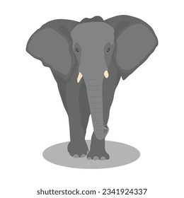 Vector illustration african elephant. Female and male african-asian savanna elephant in different poses. Wild animal of big mammal animal africa in cartoon flat style.