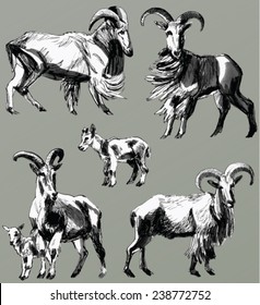 25 Barbary sheep Stock Vectors, Images & Vector Art | Shutterstock