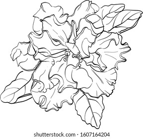 Vector illustration of African violet flower on a white background. Violet flower drawn by lines