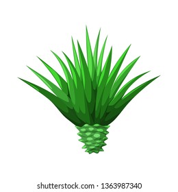 Vector Illustration Of Agave And Plant  Symbol. Collection Of Agave And Cactus Stock Vector Illustration.