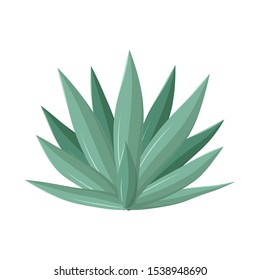 Vector illustration of agave and tequila logo. Graphic of agave and blue Stock vector illustration.