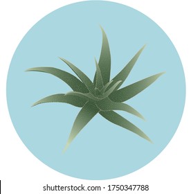 Vektorgrafik von agave und tequila Logo. Grafik von Aave und blauer Stock Vektorgrafik.