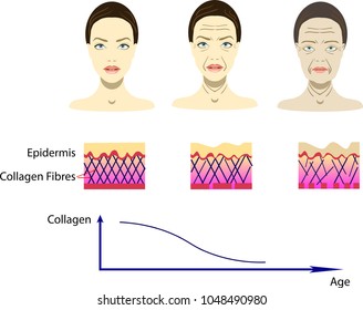 Vector illustration with aging process, scheme for cosmetological pictures