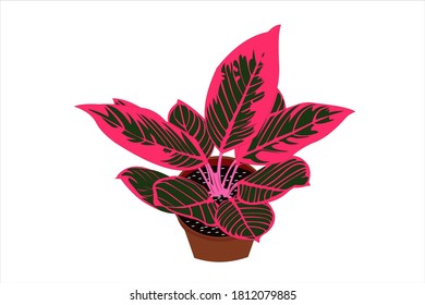Vector illustration of aglonema red kocin ornamental plant. white background