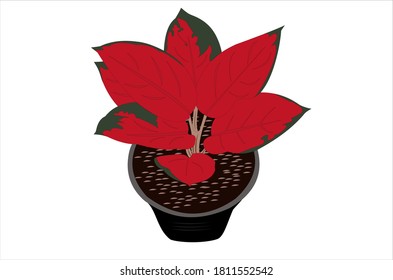 Vector illustration of the aglonema suksom jaipong ornamental plant. white background