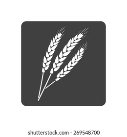 Vector illustration of agricultural modern silhouette ears of wheat icon (wheat). Black icon on white background. Button.