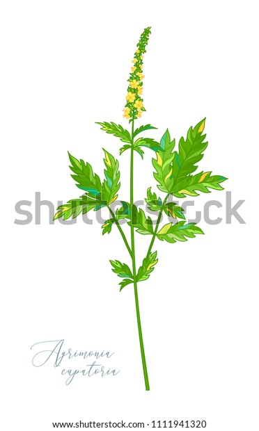 白い背景にアグリモニア エウパトリアのベクターイラスト アグリモニー 緑と羽状の葉と小さな黄色い花を持つ癒しのハーブ 自然療法 のベクター画像素材 ロイヤリティフリー