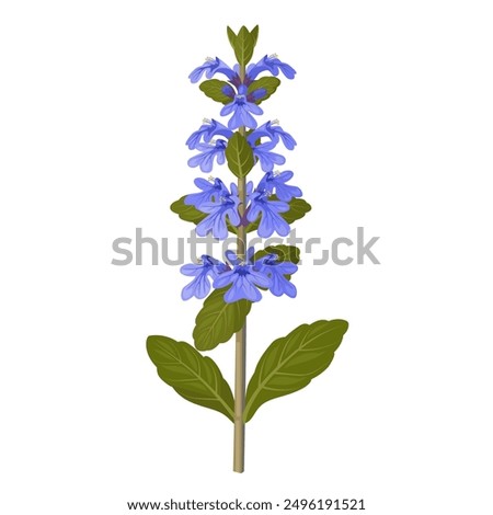 Vector illustration of Ajuga reptans, commonly known as bugleweed or carpet bugle, isolated on white background.