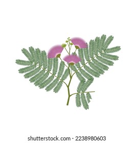 Vector illustration, Albasia julibrissin, also called Persian silk tree, pink silk tree, or mimosa tree, isolated on white background.