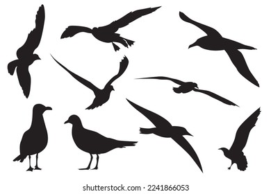 Vector illustration of an albatross bird. the Diomedeidae family. Large seabird in the order Procellariiformes