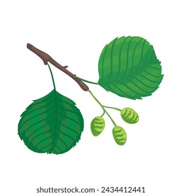 Vector illustration of alder tree leaf with nuts isolated