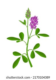 Vector illustration of Alfalfa or Medicago sativa, isolated on white background.