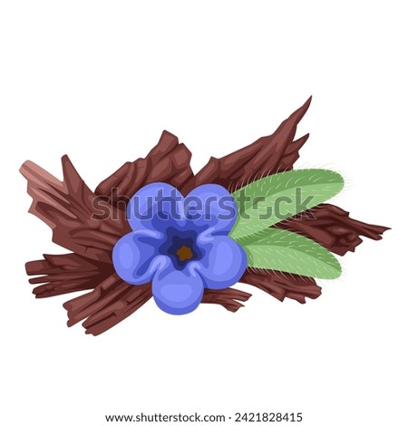 Vector illustration, Alkanet root, with flowers and leaves, better known as Ratan Jot, scientific name alkanna tinctoria, isolated on white background.