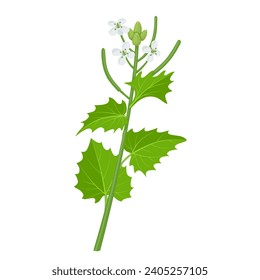 Vector illustration, Alliaria petiolata, or garlic mustard, isolated on white background.