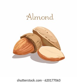 Ilustración vectorial de almendra