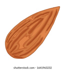 Vector illustration of almond isolated on white background