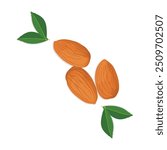 Vector illustration of almond nut in cartoon flat style. Delicious tasty almond snack, raw almonds in shell, crunchy almond nuts on white, labeling for healthy breakfast, meals, desserts. 