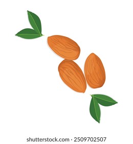 Vector illustration of almond nut in cartoon flat style. Delicious tasty almond snack, raw almonds in shell, crunchy almond nuts on white, labeling for healthy breakfast, meals, desserts. 