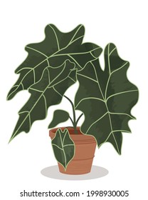 Vector illustration of Alocasia (elephant ear) in ceramic pot. Beautiful houseplant with textured leaves. Flat illustration isolated on white background. 