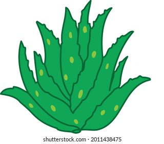 Vector illustration of Aloe Vera