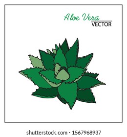 Vector illustration Aloe Vera. Black outline, isolated on a white background, colored, drawn by hand. For medicine, design, botanical books, coloring books, cosmetic companies.
