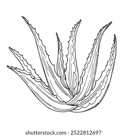 Vector illustration Aloe Vera. Black outline, isolated on a white background, colored, drawn by hand. For medicine, design, botanical books, coloring books, cosmetic companies.