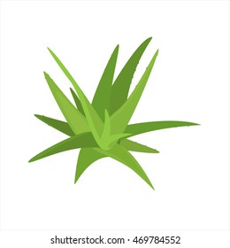 Vector illustration aloe vera isolated on white background. Green plant. Houseplant