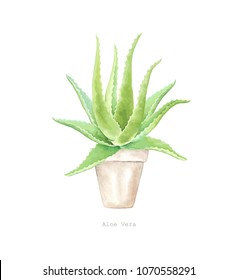 Vector illustration Aloe Vera plant in vintage watercolor style on white background in flower pot.