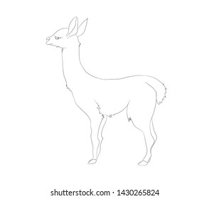 vector illustration of alpaca that stands, line drawing, vector, white background