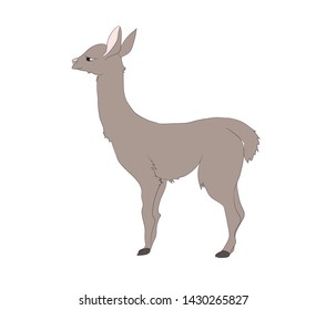 vector illustration of alpaca that stands, drawing color, vector, white background