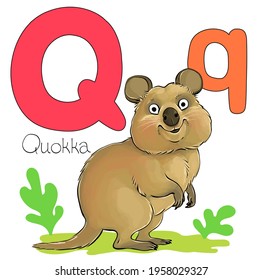 Vector illustration. Alphabet with animals. Large capital letter Q with a picture of a bright cute quokka.