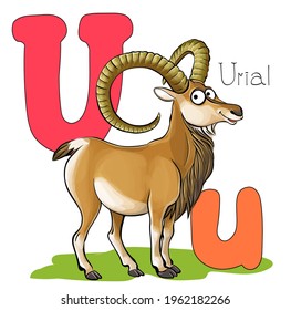 Vector illustration. Alphabet with animals. Large capital U with a picture of a bright, cute urial.