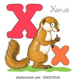 Vector illustration. Alphabet with animals. Large capital letter X with a picture of bright cute xerus.