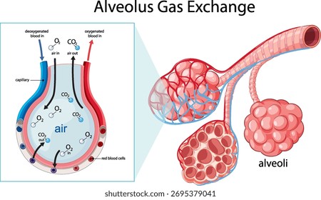 Ilustración vectorial de la estructura de los alvéolos que muestra el flujo etiquetado de oxígeno y dióxido de carbono durante el intercambio de gases.