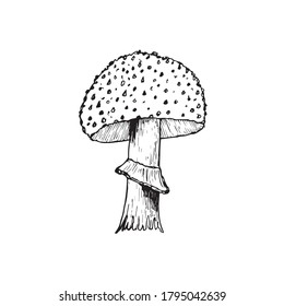 Vector illustration. Amanita mushroom. Poisonous toadstool fly agaric. Hand drawn doodle. Cartoon sketch. Decoration for greeting cards, posters, emblems