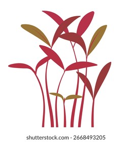 Vector illustration of amaranth microgreens in color