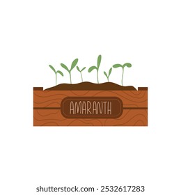 Vector illustration of amaranth microgreens growing in a wooden box, perfect for eco designs
