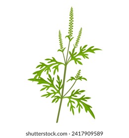 Vector illustration, Ambrosia artemisiifolia, with common names common ragweed, annual ragweed, and low ragweed, isolated on white background.