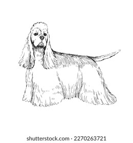 Vector illustration of an American Cocker Spaniel isolated on a white background. Sketch with a pet in the style of engraving. A breed of dog for hunting.