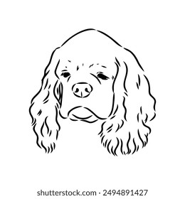 Vector illustration of an American Cocker Spaniel isolated on a white background.