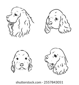 Vector illustration of an American Cocker Spaniel isolated on a white background.