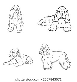 Vector illustration of an American Cocker Spaniel isolated on a white background.
