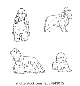 Vector illustration of an American Cocker Spaniel isolated on a white background.