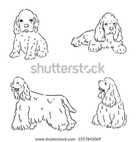 Vector illustration of an American Cocker Spaniel isolated on a white background.