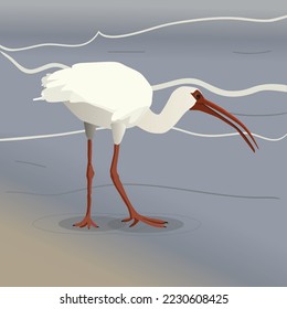 ilustración vectorial de un ibis americano blanco que da un paseo por la playa. Camina con su pico ligeramente abierto y su cabeza baja, buscando.
